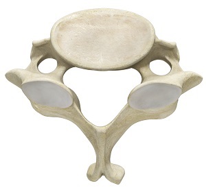 Cervical Spine Anatomy