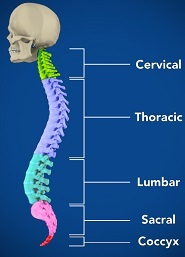 Spine anatomy