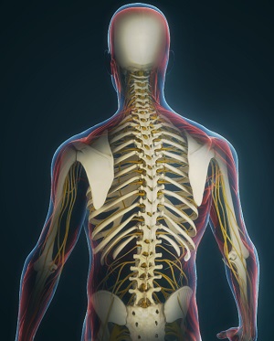 Anterior Lumbar Corpectomy and Fusion