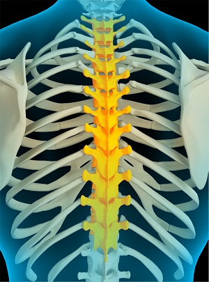 Thoracic Spine Anatomy